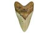 Fossil Megalodon Tooth - North Carolina #164835-1